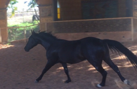 DIAMANTE TRU LUCK